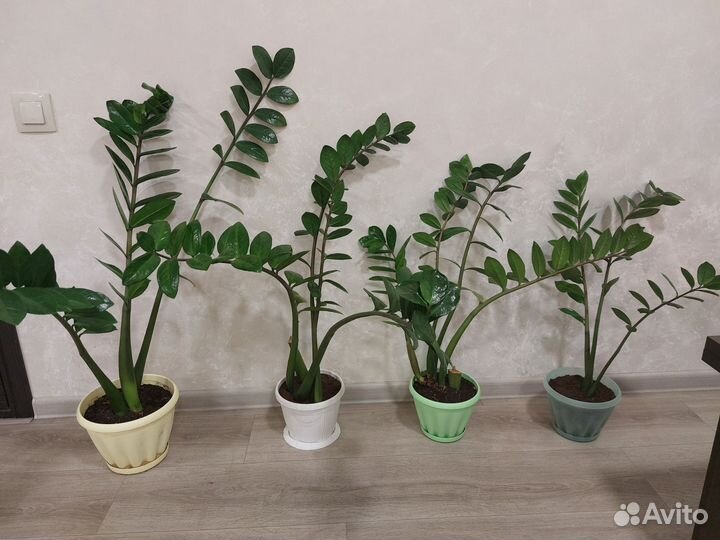 Замиокулькас