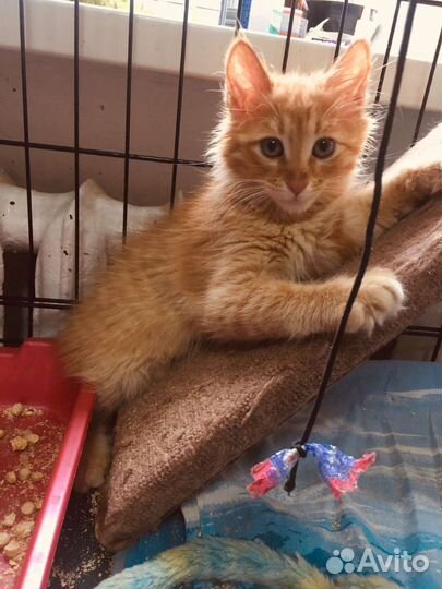 Котята рыжие бесплатно