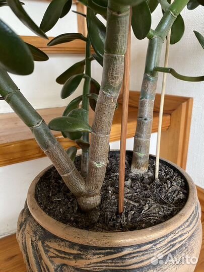 Крассула Толстянка Денежное дерево с горшком