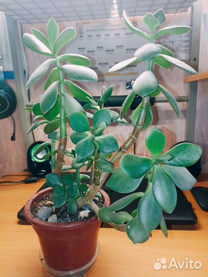 Отдам Денежное дерево