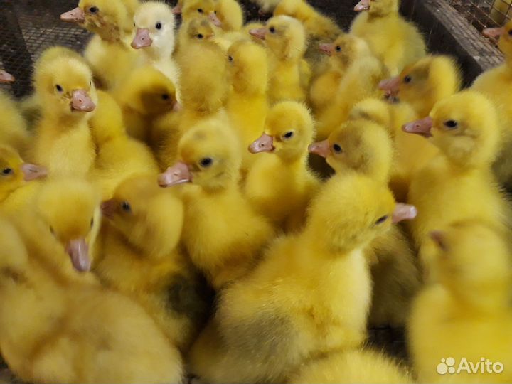 Утята гусята муларды цыплята