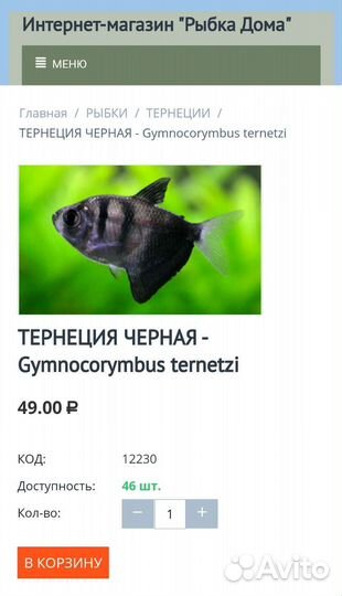 Тернеция черная