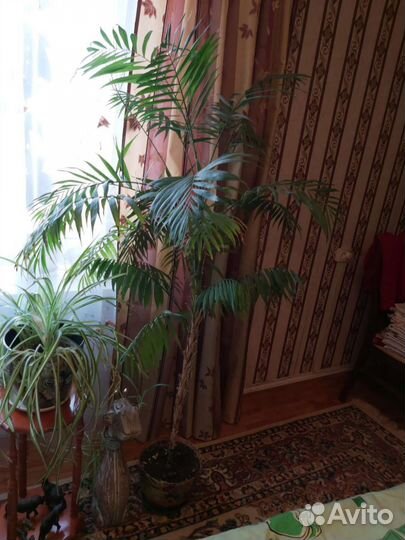 Комнатные растения: Фикус,драцена,пальма хамедорея