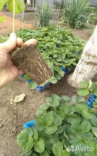 Рассада ремонтантной клубники Ания