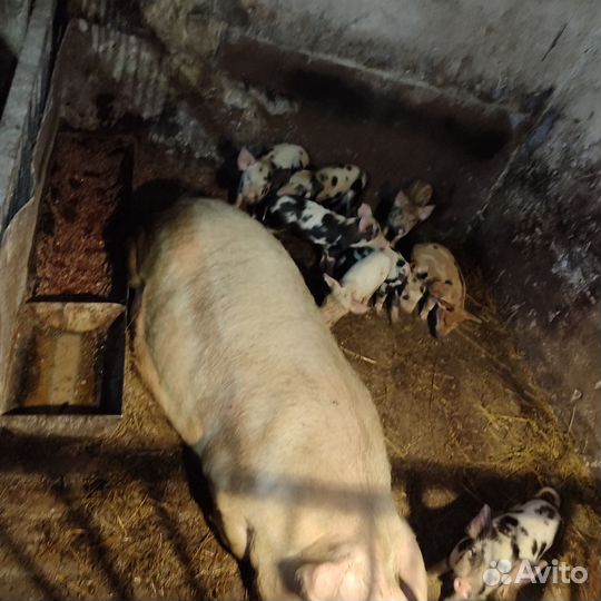 Продаются поросята, можно оптом, папа Кобан