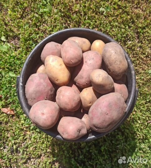 Продам картофель, лук, чеснок, морковь, кабачки