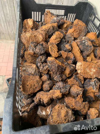 Березовый гриб чага