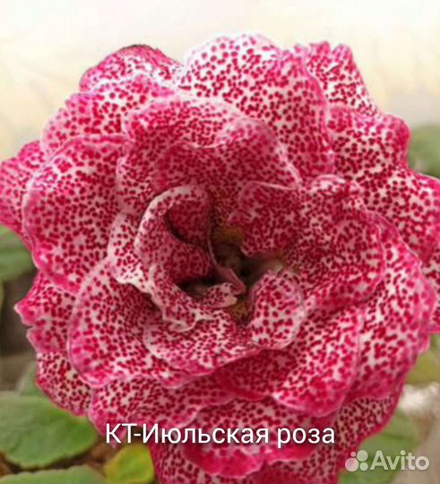 Глоксинии сортовые махровые