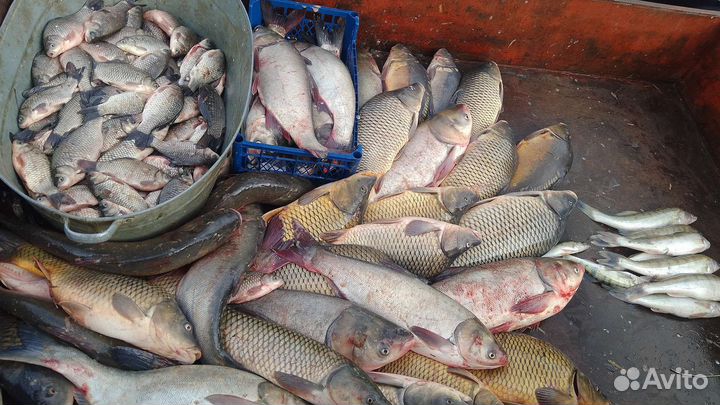 Живая рыба. Толстолобик, карп. Малек карпа