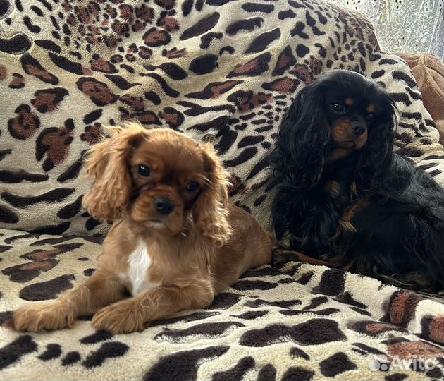 Мальчик ккчс