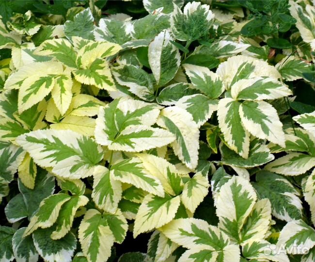 Живучка, сныть пестролистная