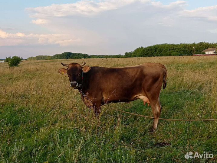 Корова дойная