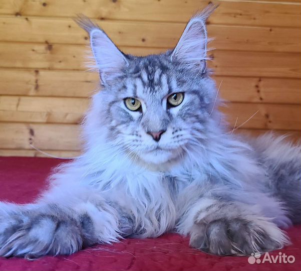 Мейн-кун Полидакт Чёрный Серебристый Тикированный