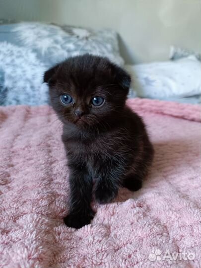 Шотландские котята