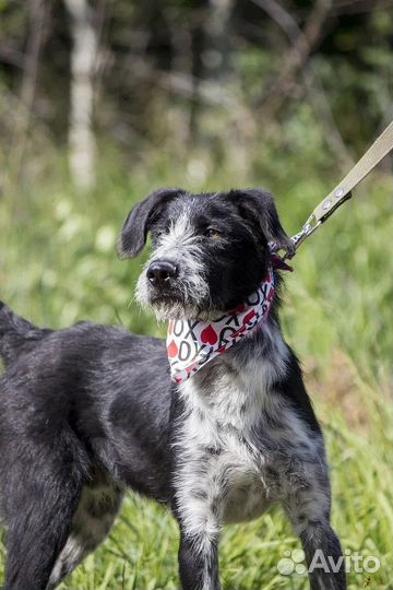 Весёлый Крис в добрые руки