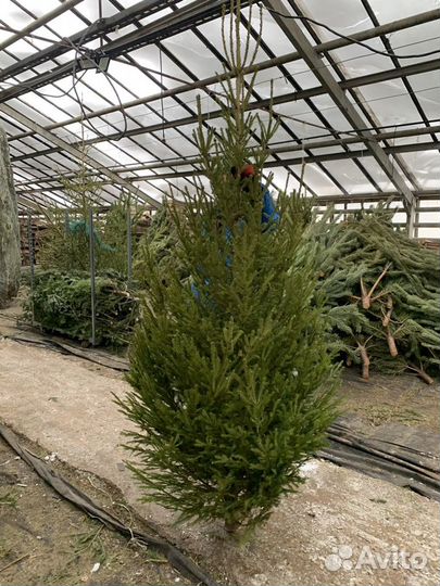 Ель новогодняя оптом