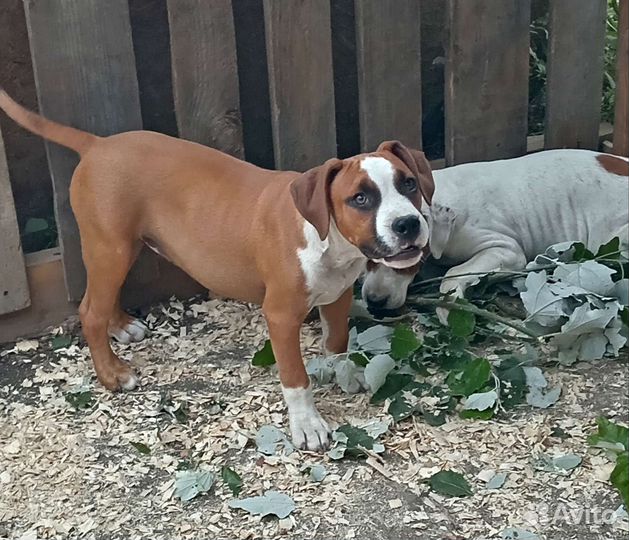 Щенки стаффа