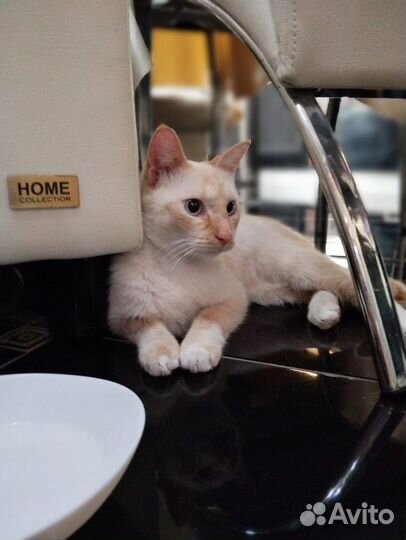 Котик в добрые ручки