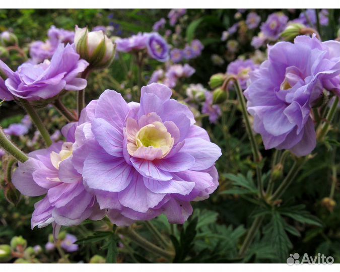 Герань луговая Summer Skies