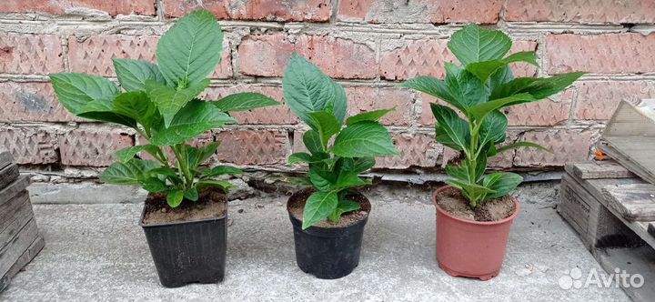 Гортензия крупнолистная