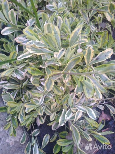 Низкие многолетники