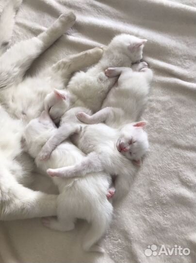 Котята отдам в добрые руки бесплатно