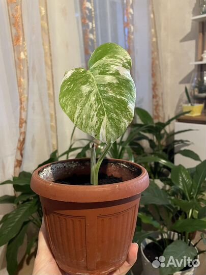 Монстера альба макушка