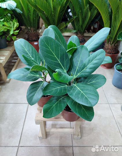Фикус бенгальский Одри