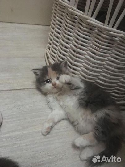 Кошечки в добрые руки