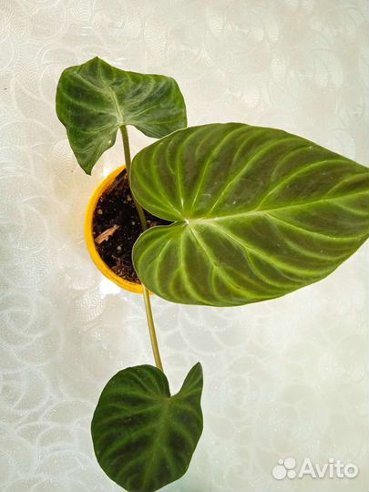 Филодендрон веррукозум бородавчатый