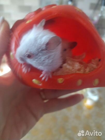Сирийский хомяк