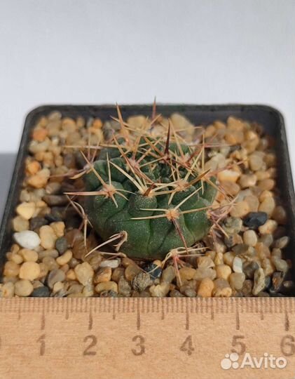 Кактусы, часть 2