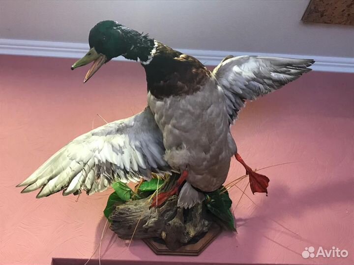 Чучела животных