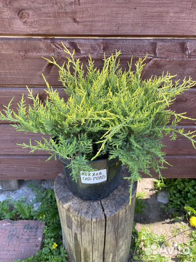 Хвойные растения