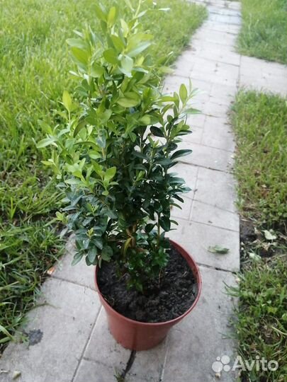 Саженцы самшита