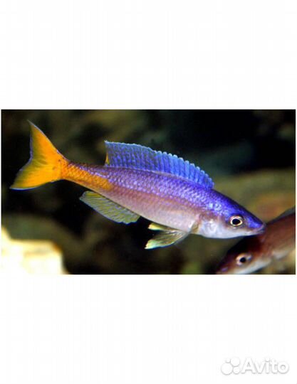 Цихлиды о.Танганьика