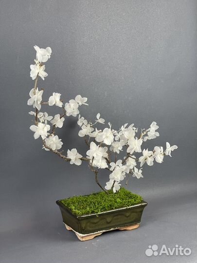 Дерево бонсай цветущее