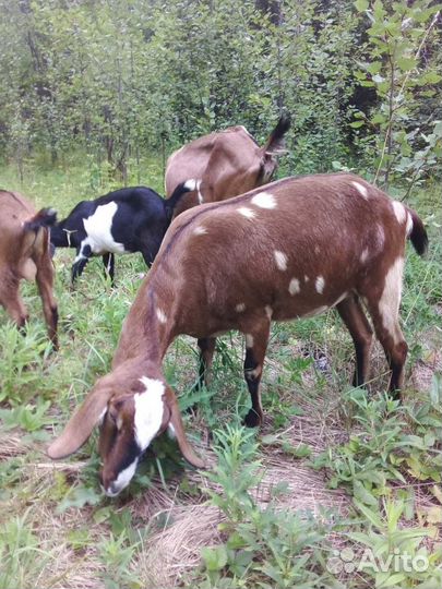 Коза нубийская