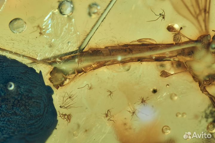 Натуральный балтийский янтарь с включением комаров