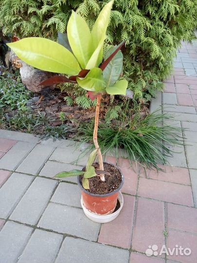 Плющ, кротон