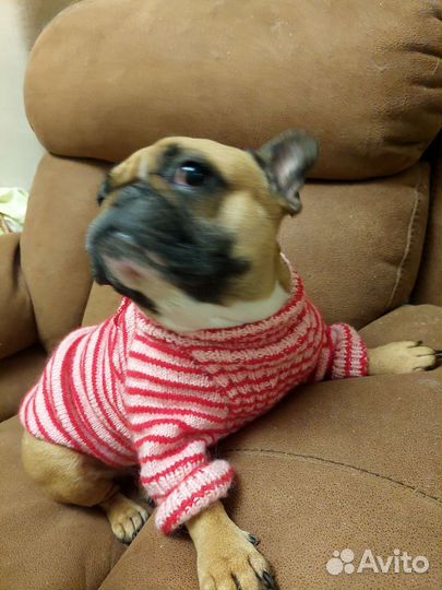 Свитер для французского бульдога