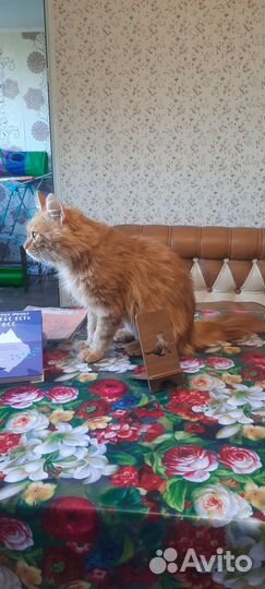 Кот Портос