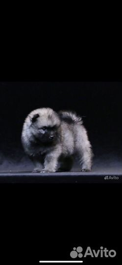 Щенки кеесхонда