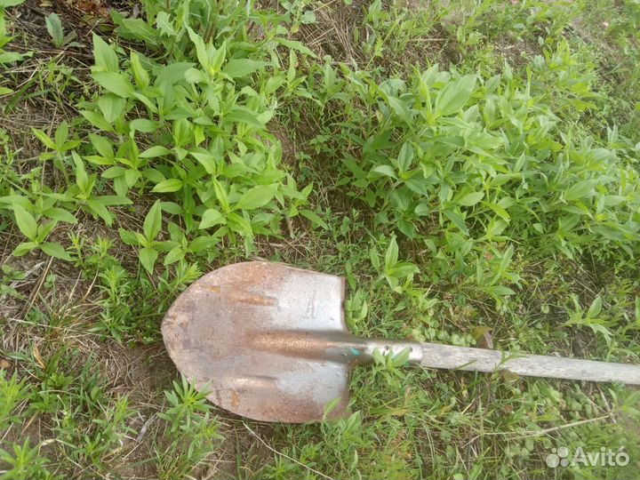 Топинамбур