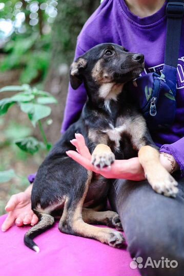 Собачка Дива