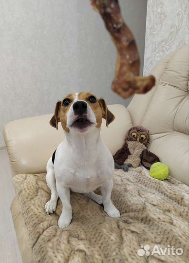 Сушёные лакомства для собак