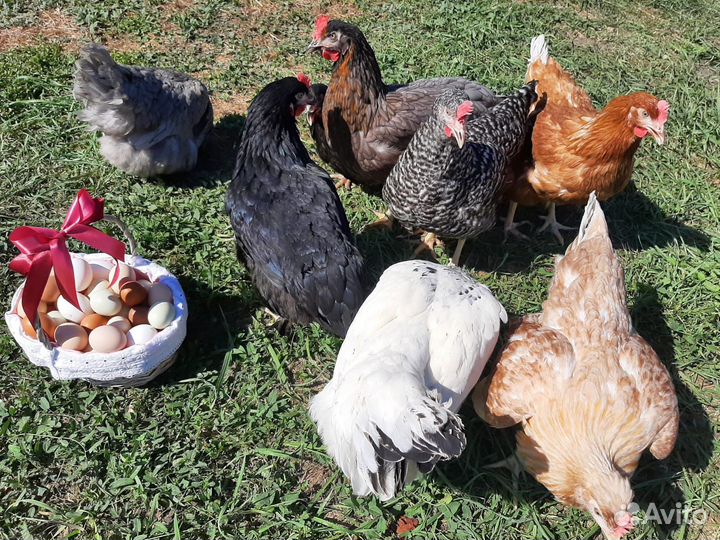 Молодка курочка несушка