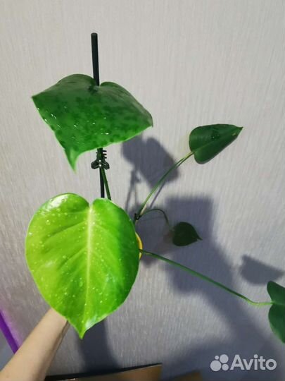 Монстеры Делициоза, Адансона