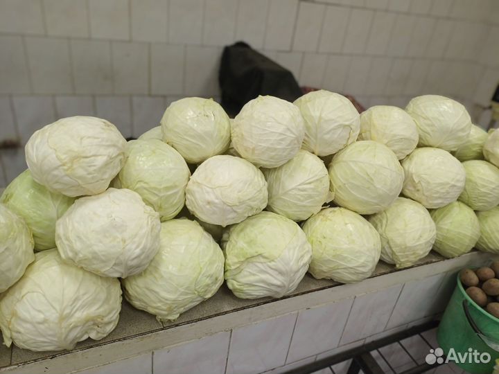 Капуста слава