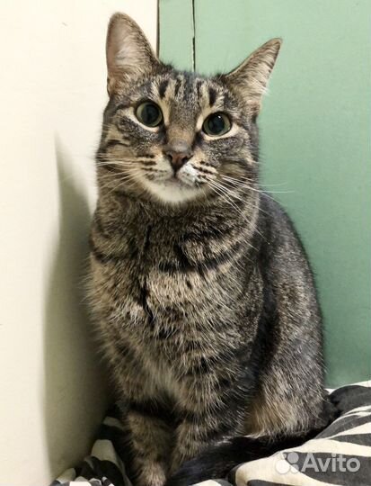 Кошка в добрые руки в дар бесплатно из приюта